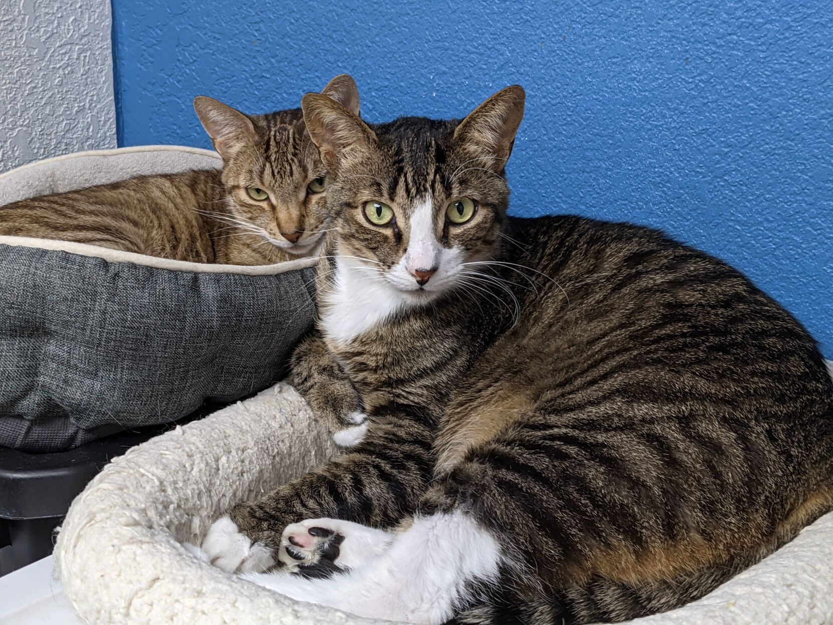 Zeus and Zippy